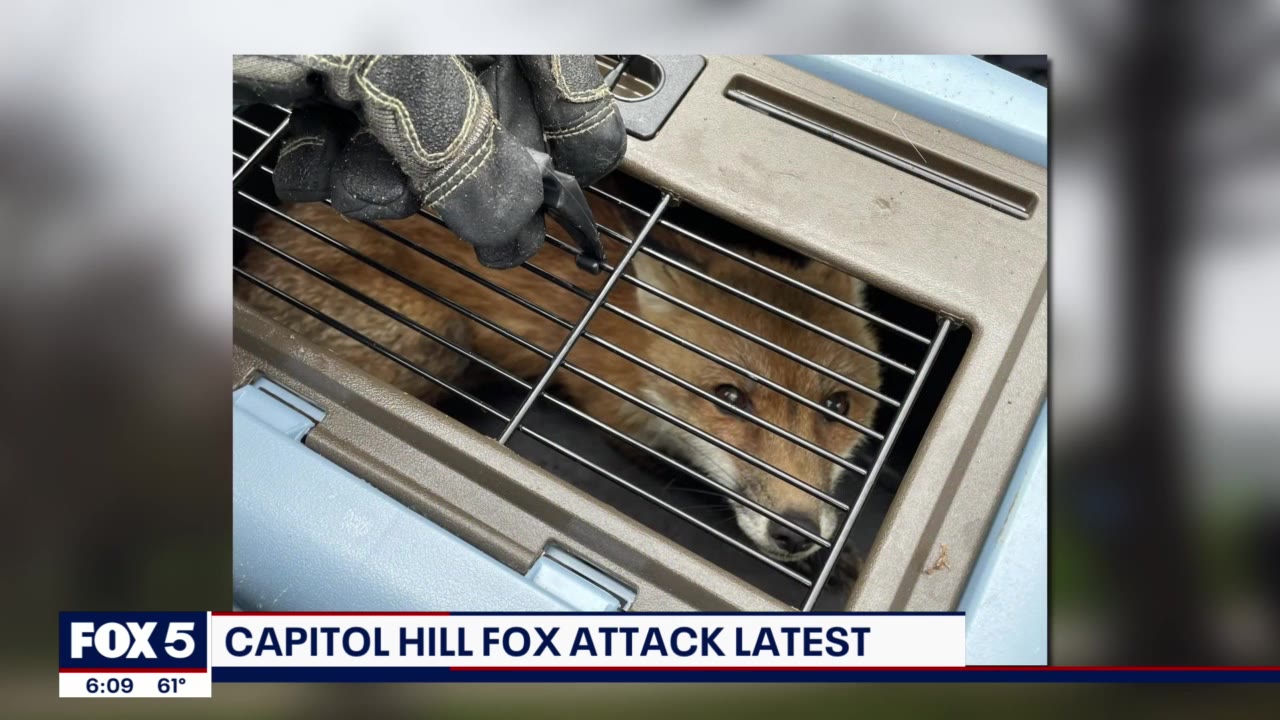 Rabid fox euthanized after biting 9 people in Capitol Hill area